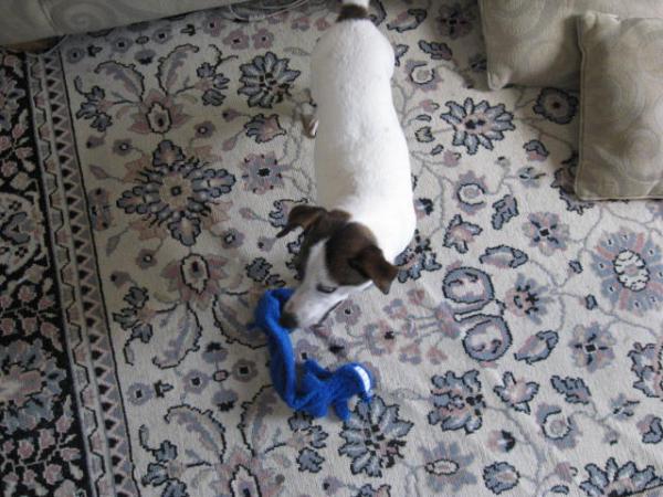 Seamus with toy.
