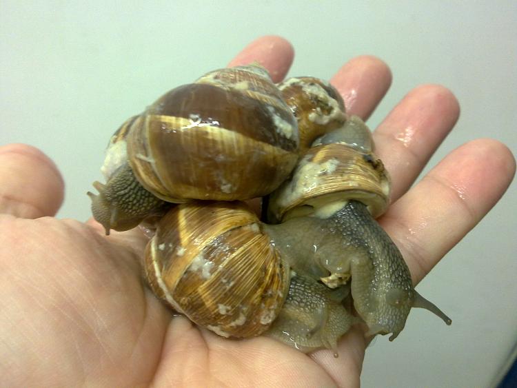 Today [8]-panais-snails.jpg
