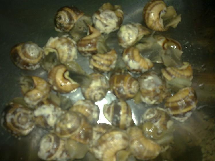 Today [8]-panais-snails-2.jpg