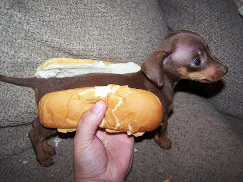 Funny and Geeky Cool Pics [2]-hotdog2.jpg
